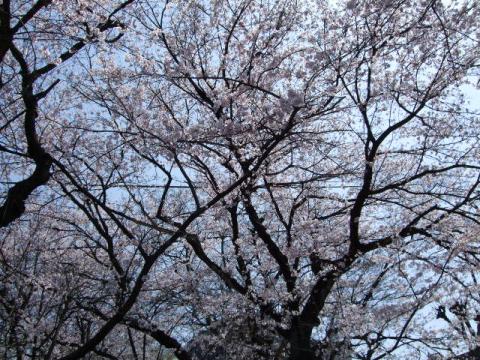 桜の木ってタコに見えませんか