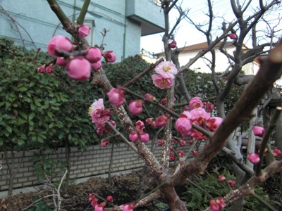 可憐な桃の花