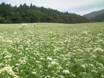 福島県　雄国の蕎麦畑