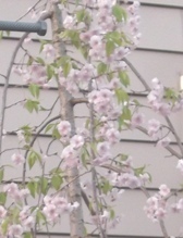ハウスクリーニング屋さんちの近所桜