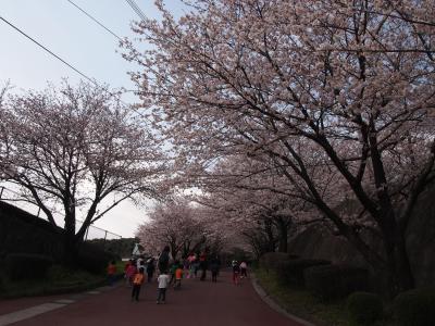 20120330桜２