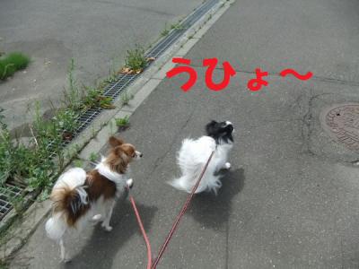 DSCF3745reif.jpg