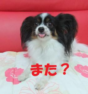 DSCF5137tkof.jpg