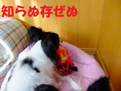 DSCF8295bllf.jpg