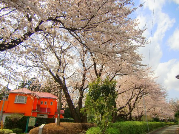 スペキーメモ 鶴ヶ峰からズーラシアまでつづく遊歩道 ふるさと尾根道緑道 の満開の桜並木