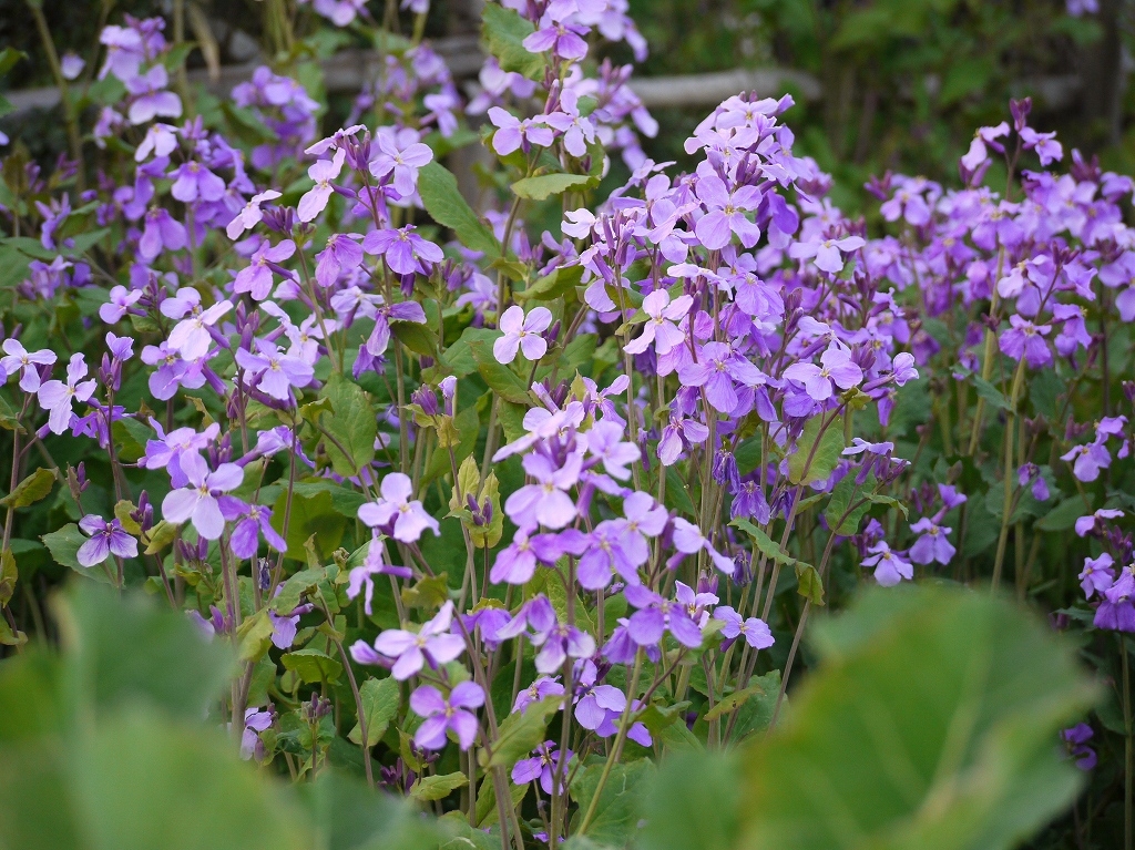 ユニーク紫 花 雑草 春 最高の引用コレクション