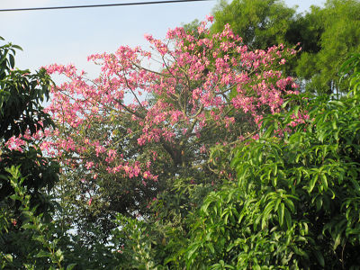 濱屋方子の台湾日記 台湾の秋はピンク 美人樹や艶紫荊の花咲く秋