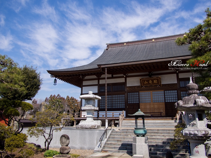 同慶寺の梅2013 宇都宮市竹下町
