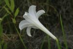 S Easter lily