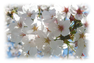 2011 4/17 茨城の桜