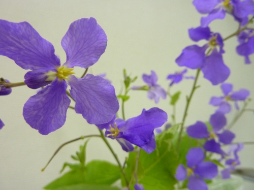 紫大根の花